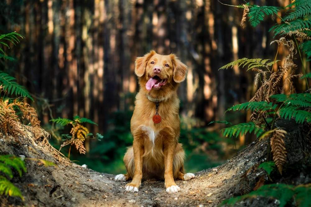 Ty Nenez : Camping qui accepte les chiens Chien à Lorient